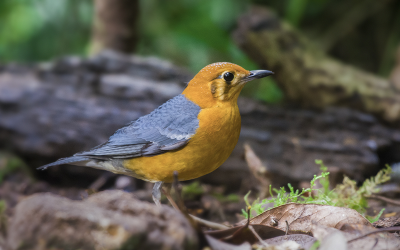 Orange-headed Thrush (Geokichla citrina) at Di Linh Bird Hides - Southern Vietnam. Photo by: Phuc Le - Vietnam Bird Photography Tours - Vietbirdphototours.com